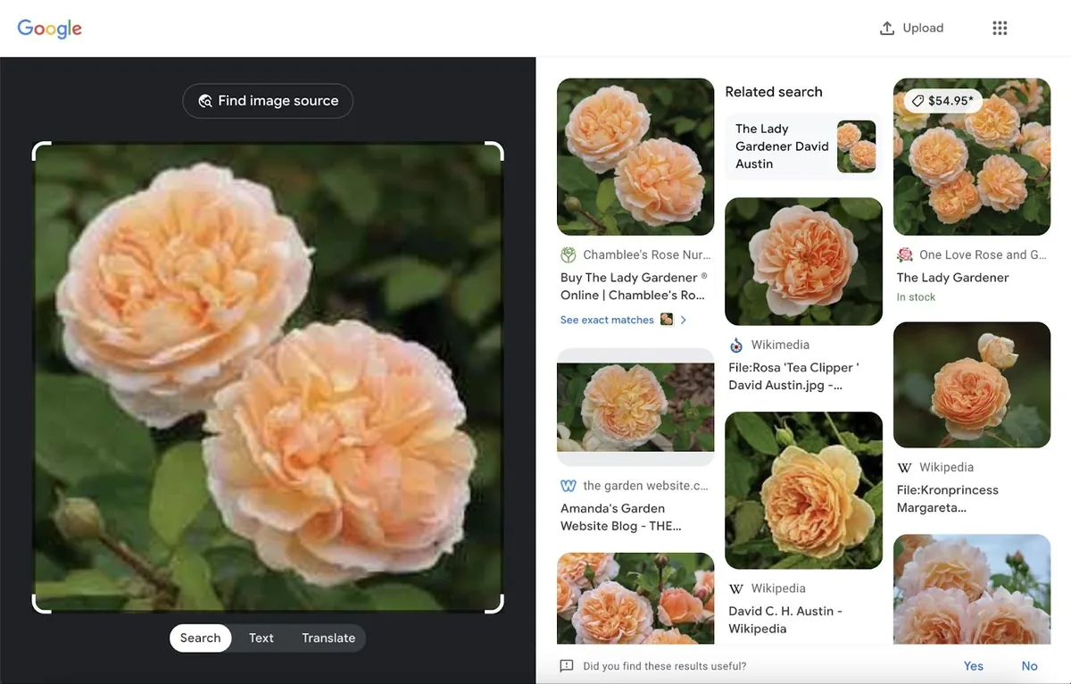 Google Lens 图片搜索显示外观相似的杏色玫瑰