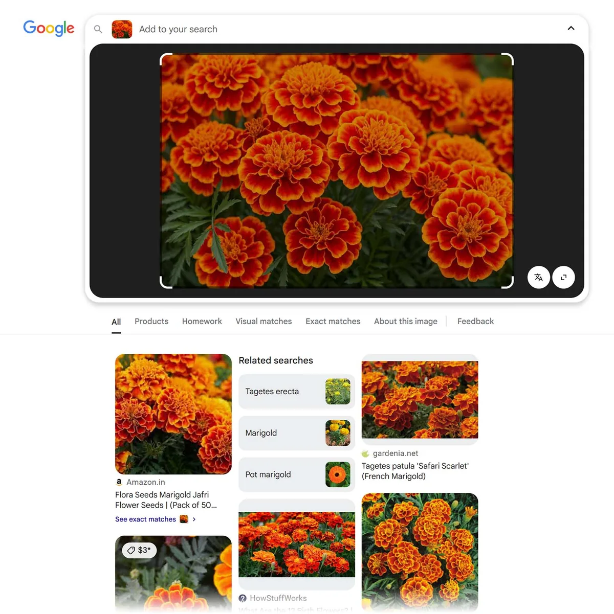 Google Lens 搜索结果,展示橙色万寿菊及相关匹配项